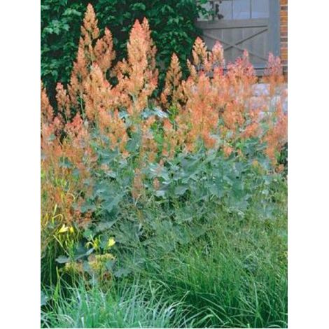 Bocconie 'Kelway's Coral Plume' Godet de 8/9 cm (1/3)