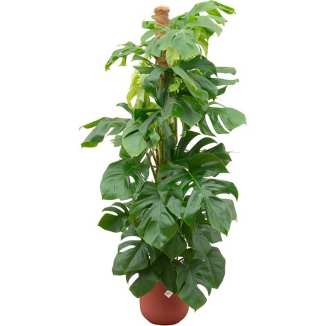 Monstera Pertusum XL Plante d'Intérieur avec Pot Round Rouge Ø26 cm - 150 cm - PANGIVO