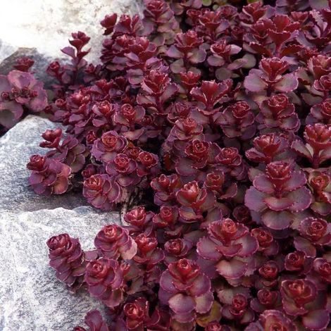 4 x Orpin - Sedum spurium 'Voodoo' - godet 9x9 cm (1/5)