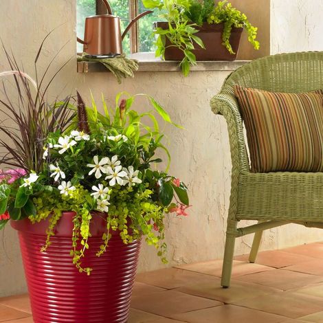 Gardenia Pinwheel®, Gardénia, Jasmin du Cap/Pot de 4L - 40/60 cm