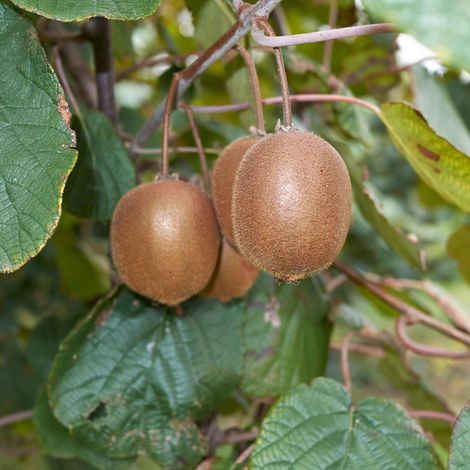 Pied de Kiwi mâle Matua' - Actinidia deliciosa Matua' 120cm (1/2)