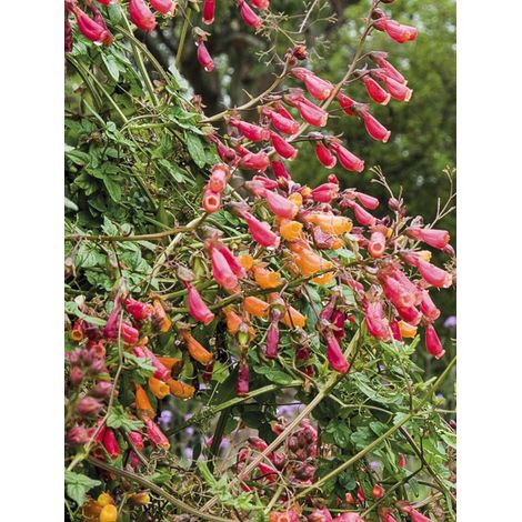 Bignine du Chili 'Anglia Hybrids mixed' le sachet de 1100 graines (0,5g) (1/2)