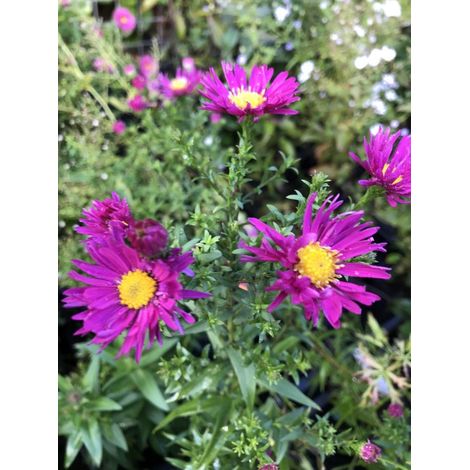 6 x Aster novi belgii 'Crimson Brocade' - Aster d'automne - Pot P9 (9 x 9 cm) -