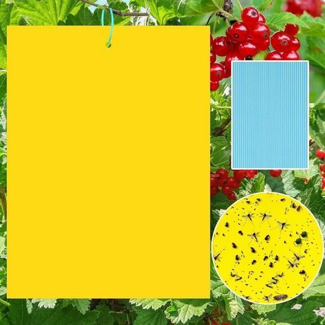 6 gelbe Insektenfallen, doppelseitig mit Klebefallen gegen Fliegen und weiße Insekten, effektives Insektenabwehrpapier, ideal für den Innen- und Außenbereich (1/5)