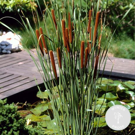 Bloomique - Typha Latifolia - Grand Massette - Cigare des marais - Plantes de bassin - Résistante au gel - Zone de bassin 2-3 - Hauteur 15-25 cm - Pot 9 cm
