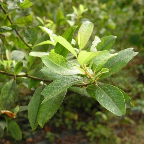Saule marsault (Salix caprea)
