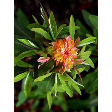 Euphorbe de Griffith 'Dixter' Godet de 8/9 cm