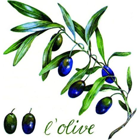 Braun & Company Servietten Motiv Olive weiß 33x33 cm, 20er Pack Papierservietten
