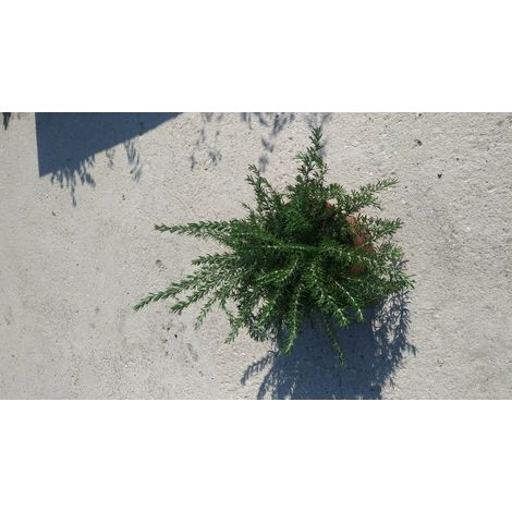 PIANTA DI ROSMARINO PROSTRATO  vaso 18 cm