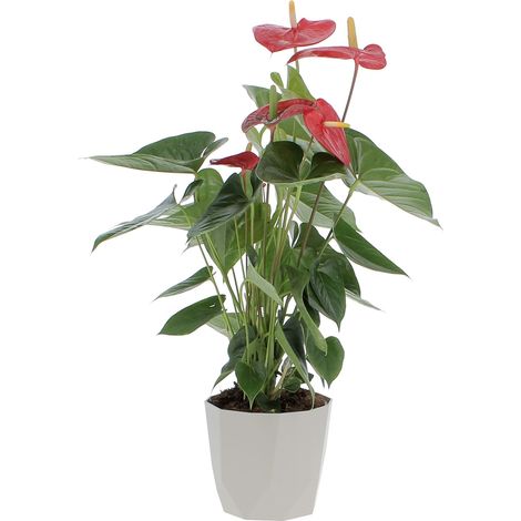 Anthurium Andreanum Rosso con Eco-Vaso Grigio - Pianta Purifica Aria - H 65-75 cm Vaso Ø 17 cm