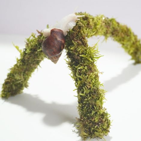 Jouets d'escalade pour animaux de compagnie, accessoire idéal pour terrarium d'escargot, parfait pour les escargots qui aiment grimper (1/4)