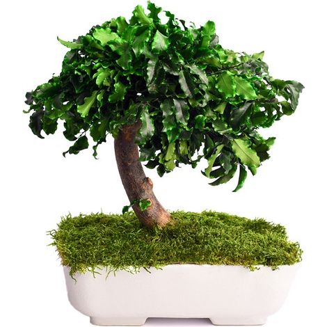Bonsai Pitosforo stabilizzato H 25 cm foto reali pianta vera no manutenzione