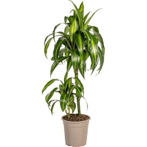 Dracaena Deremensis Hawaiian Sunshine Plante Verte d'Intérieur Tropicale Ø19cm H70-90cm - PANGIVO