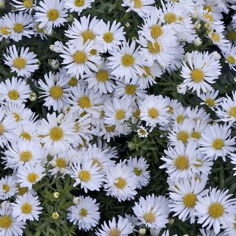 Aster d'automne dumosus Snowsprite | Conditionnement: Lot de 9 godets
