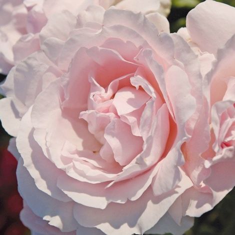 2 x Rosa  - Kordes Parfuma® rosier - Rosa 'Constance Mozart'®