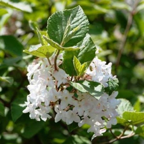 Viorne obier  - Viburnum opulus 'Compactum'  - 25-30 cm pot