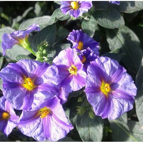 Planta Velo de Novia Solanum Jasminoides Azul. 50 - 60 Cm