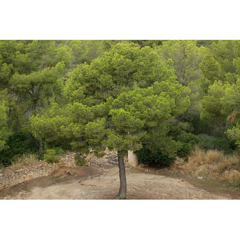 Pinus halepensis - pino d'Aleppo - alveolo forestale (1/2)