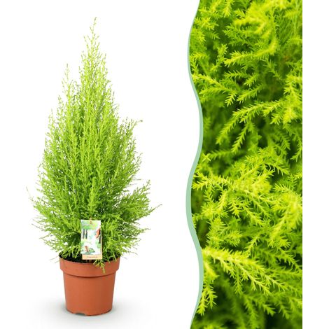 Cupressus Gold Crest Wilma - Plante d'intérieur Conifère - Vert et Doré - Pot 21 cm - 85-95 cm - PANGIVO (1/5)
