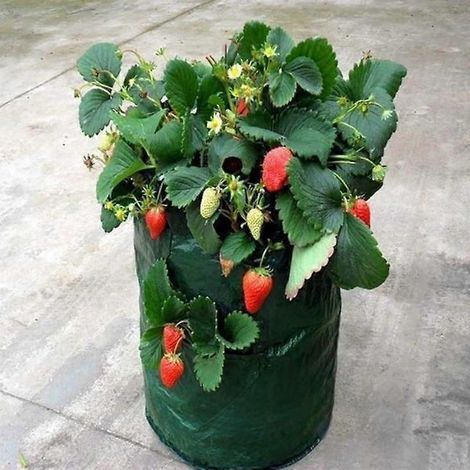 1 sac de plantation pour jardinage, sac de plantation de fleurs, sac respirant et hydratant pour plantes de jardin aériennes, sac de rangement pour la plantation de fraisiers ( ) (1/5)