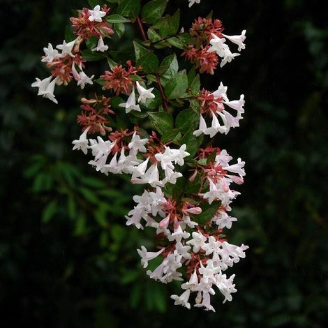 Abélia à grandes fleurs 'Sempervirens' Pot de 2L/3L 15/20cm
