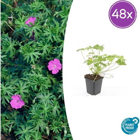 Lot de 48 Géraniums Vivaces 'Tiny Monster' Fleurs Bleu Profond Couvre-sol Pot Ø9 cm 10-25 cm - PANGIVO (1/5)