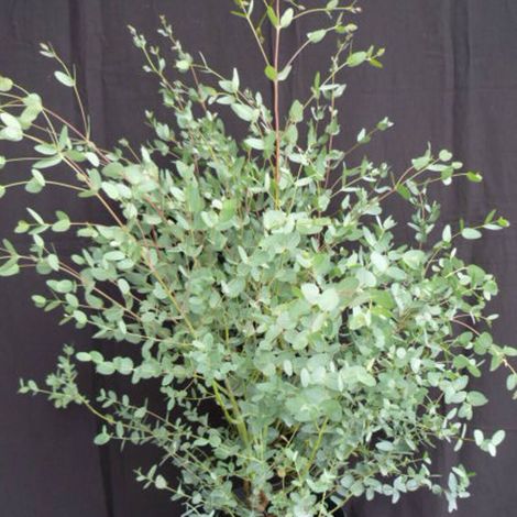 Eucalyptus gunni, Eucalyptus à feuilles rondes, Gommier cidre/Pot de 4L - 60/100 cm (1/5)