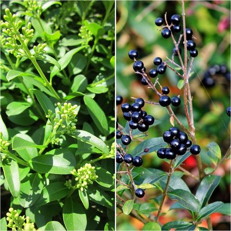 Semillas de Aligustre Com�n. Ligustrum Vulgare. 10 Gramos