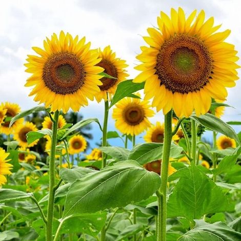 2000 Graines de Tournesol Ornemental – Jardin Coloré, Semis Rapide, Entretien Minimal (1/5)