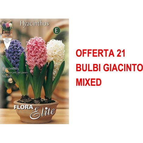 BULBI AUTUNNALI OFFERTA 21 BULBI GIACINTO MIXED BULS BULBES