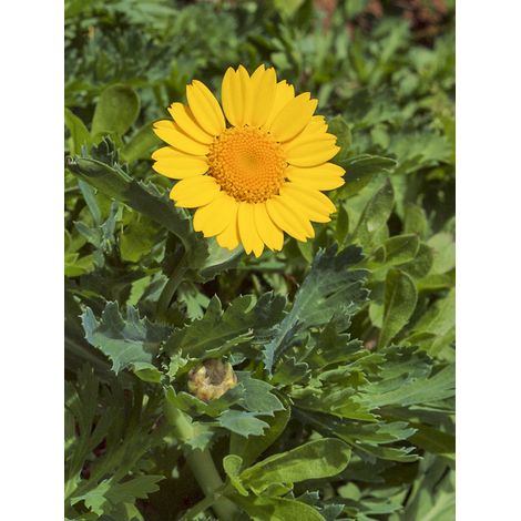 Chrysanthème des moissons le sachet de 400 graines (1,5g) (1/2)