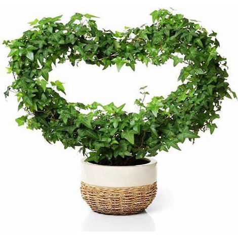 Support métallique pour plantes grimpantes - Treillis en forme de cœur (1/4)