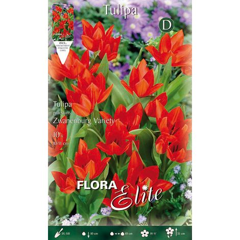 TULIPANO MULTIFIORI PRAESTANS ZWANENBURG CONFEZIONE DA 10 BULBI AUTUNNALI BULBS BULBES