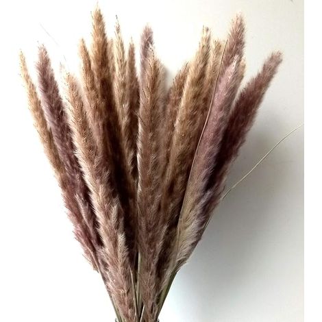 Herbe de la Pampa Sechees Decoration Lot de 30,Fleurs Séchées Naturelles 45cm Marron, Fleur de Pampa pour Deco Salon,Chambre, Interieur,Maison,Cuisine,Domicile,Balcon (Vase Non Inclus) (1/5)