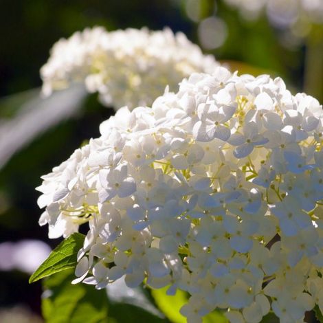 Pépinières Naudet – Hortensia Paniculé 'Unique' – Arbuste fleuri blanc – Hauteur 15-40 cm – Rustique jusqu'à -18°C – Pour massifs et balcons