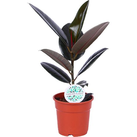 Ficus Elastica Abidjan - Plante d'Intérieur Dépolluante - Feuilles Vert Sombre - Ø17 cm H55 cm - PANGIVO (1/4)