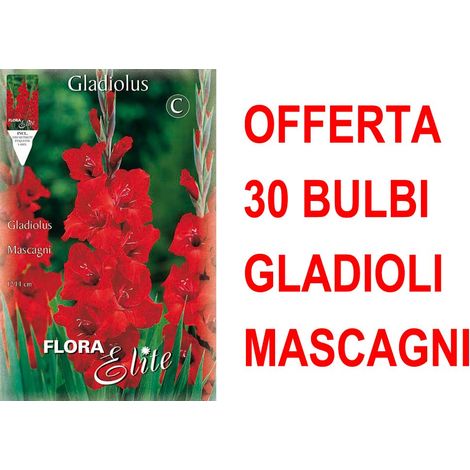 OFFERTA 30 BULBI GLADIOLI A FIORI GRANDI MASCAGNI BULBS