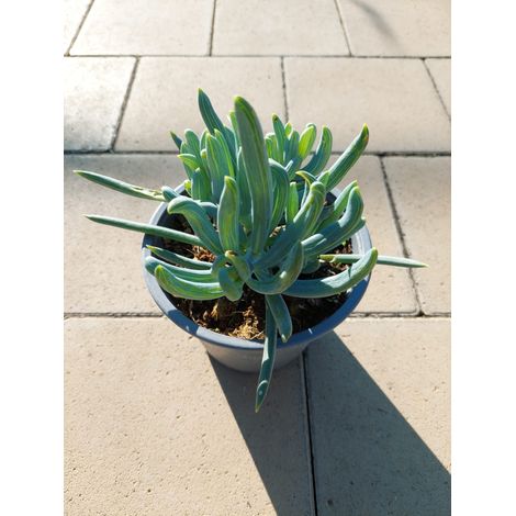 Senecio Mandraliscae (1/2)
