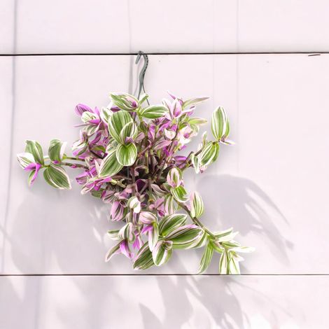 Gardenaria Tradescantia cerinthoides 'Nanouk' - Pianta da interno ornamentale - Altezza: 25 cm (vaso 15) (1/4)