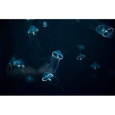 Tableau sur verre synthétique méduses luminescentes 80x120 cm - Impression sur Verre synthétique - Image HD imprimée sur Verre synthétique - Tableau mural décoratif - Fabriqué en France (1/5)