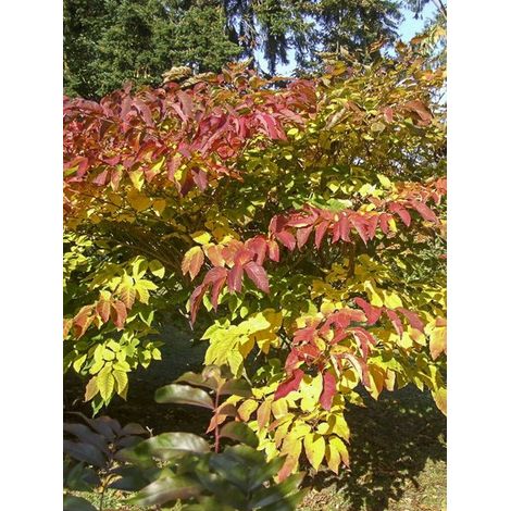 Sapium japonicum - Neoshirakia japonica Pot de 12L/15L (1/5)