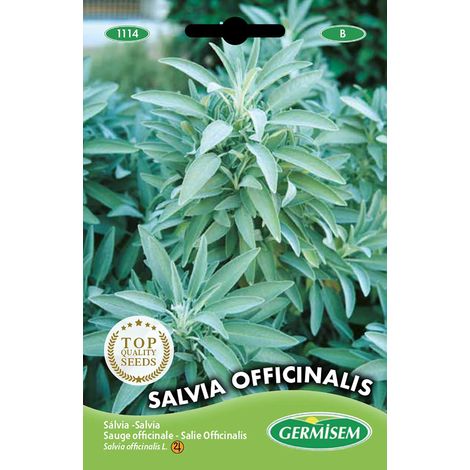 Salvia Officinalis Graines de Sauge 1 g EC1114 Multicolore