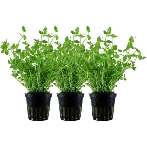 Aquarium Pflanze 3 Stück Lindernia rotundifolia Tropica Nr.045