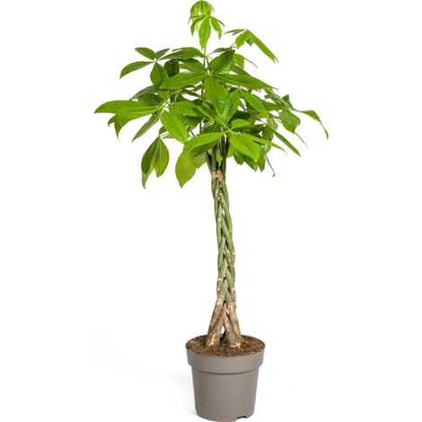Pachira Aquatica Arbre à Monnaie Plante Verte d'Intérieur Tronc Tressé Ø27cm H130-150cm - PANGIVO