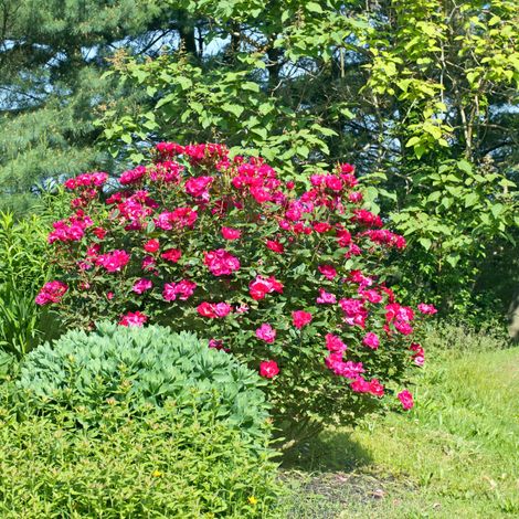 Gardenaria Rosa paesaggistica 'Red Knock Out' Meilland - Rosa da giardino - Altezza: 25/30 cm (vaso19) (1/5)