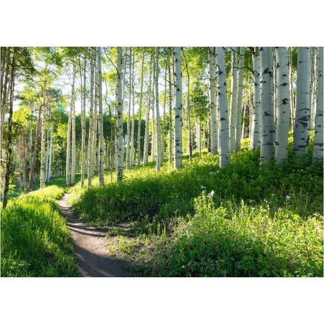 Papier peint panoramique avec forêt de bouleaux, décoration murale avec impression photographique – 350 x 250 cm Wallarena (1/3)