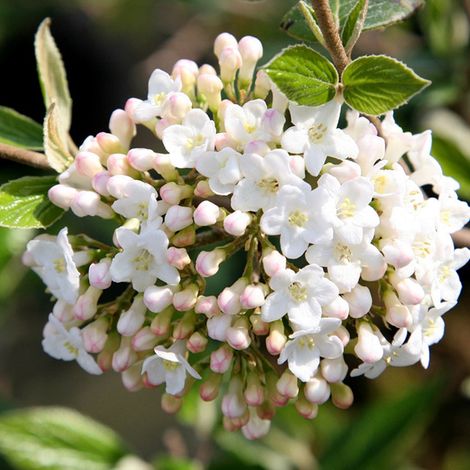 Viorne du Burkwood - Viburnum burkwoodii  - 40-60 cm pot