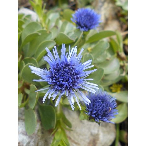 Globulaire trichosantha Godet de 8/9 cm (1/4)