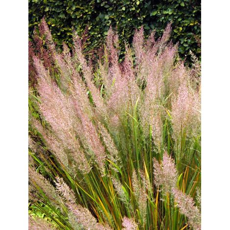 Calamagrostide brachytrica Pot de 3L/4L (1/4)