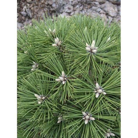Pin noir 'Agnès Bregeon' Pot de 6L/7L (1/4)
